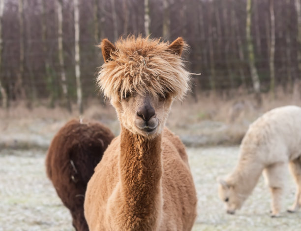 alpaca
