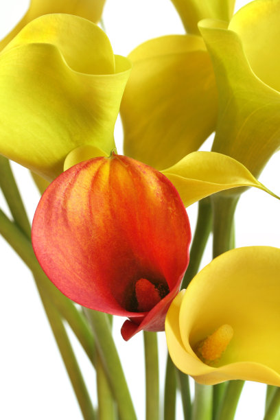 zantedeschia
