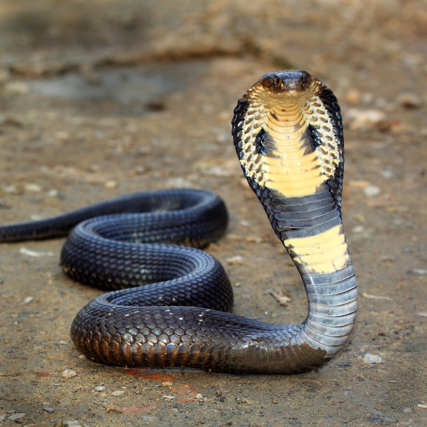 cobra