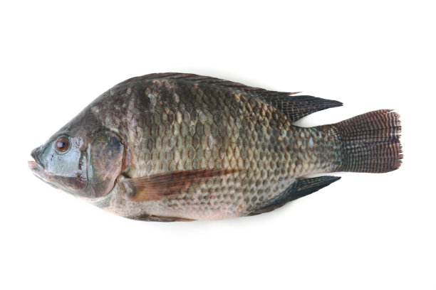 tilapia