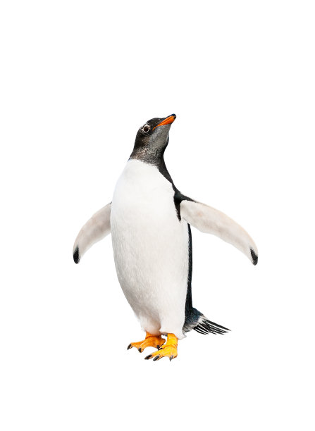 pygoscelis