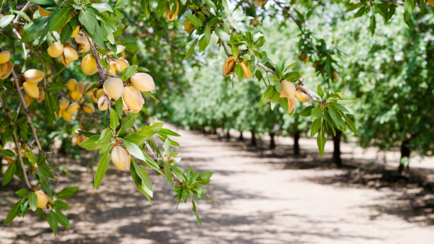 almonds