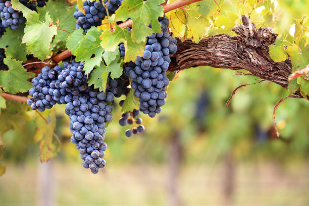 vineyard
