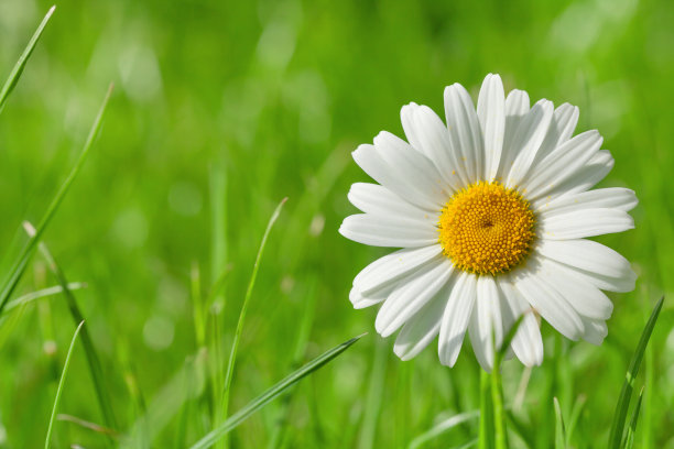 flowering