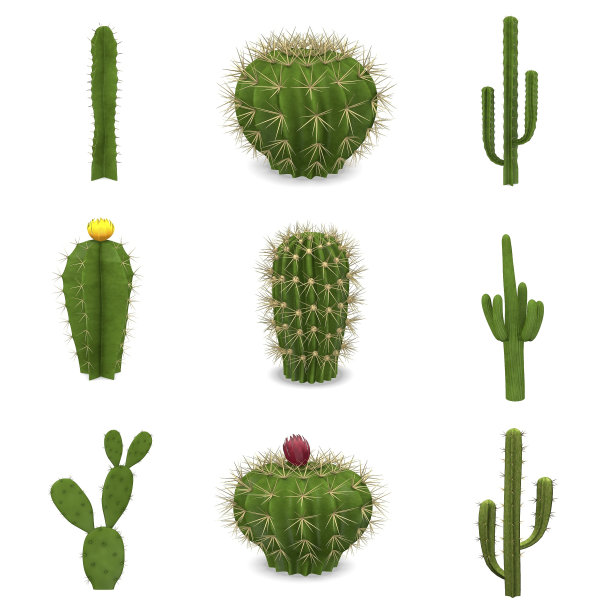 cactus