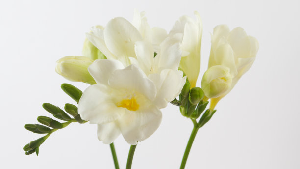 freesia