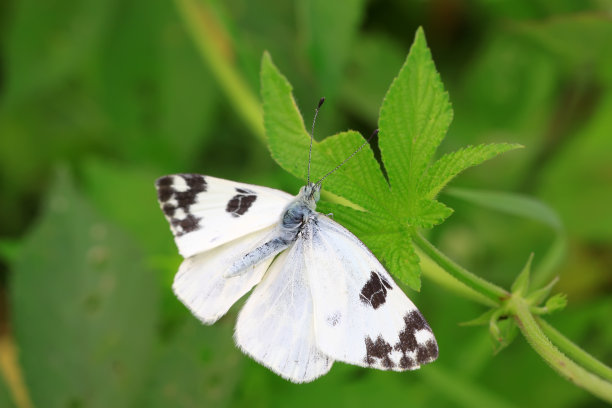 pieris
