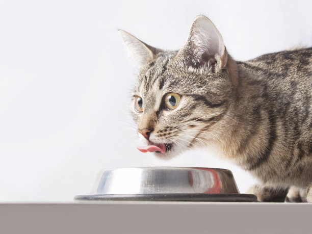 eat