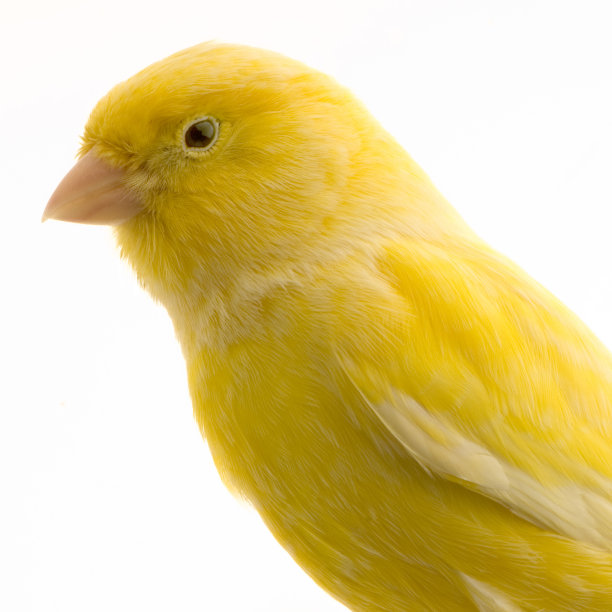 canary