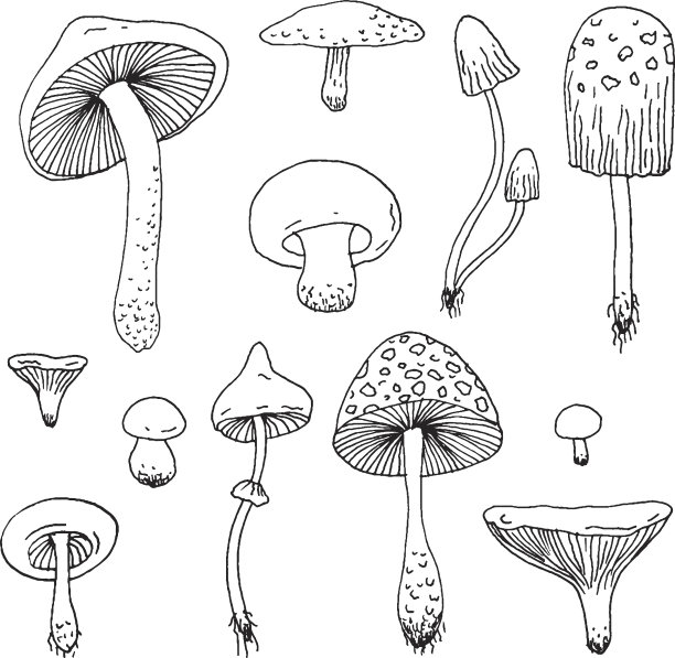 菌类,蘑菇,花菇