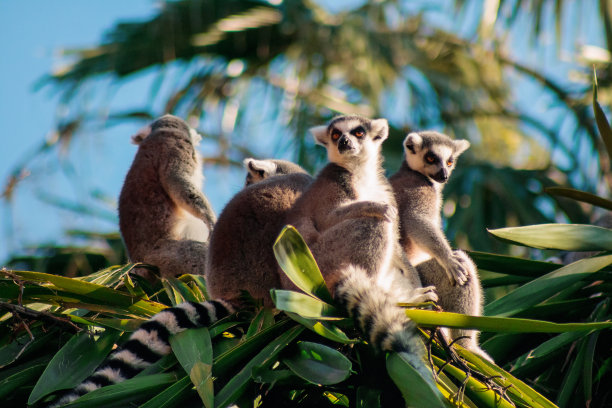 madagascar