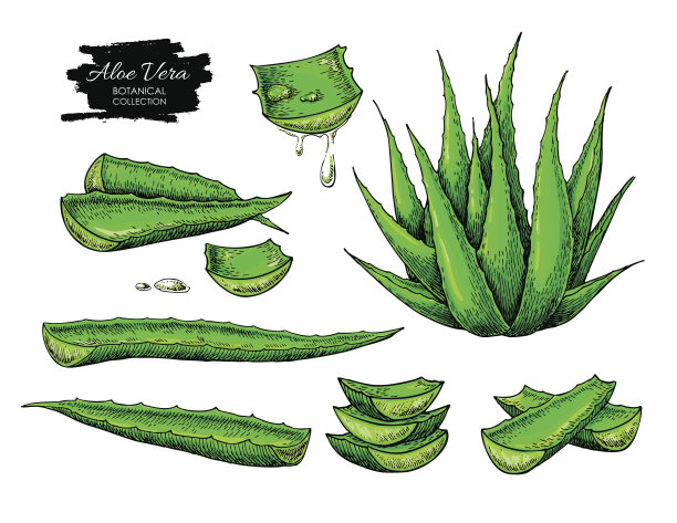 aloe