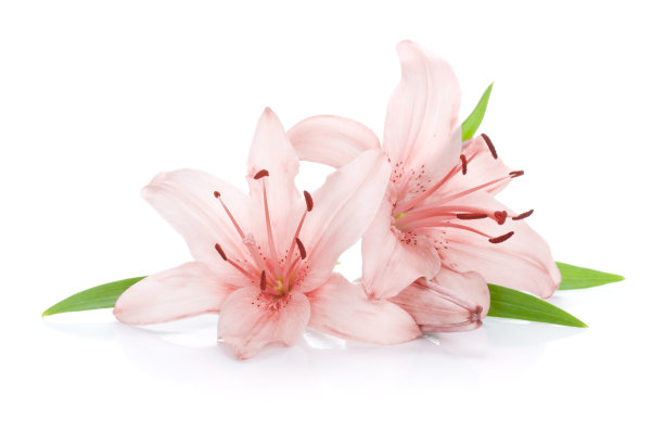 lilium