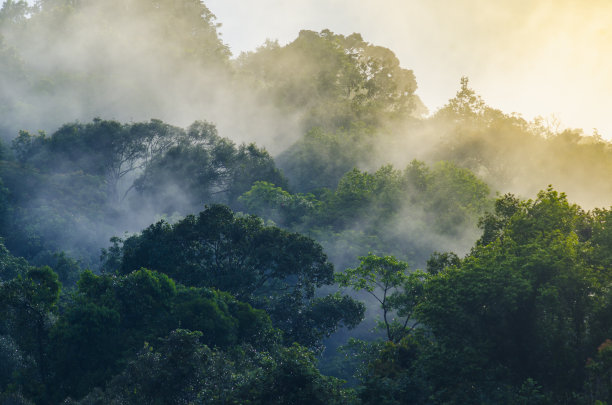 jungle