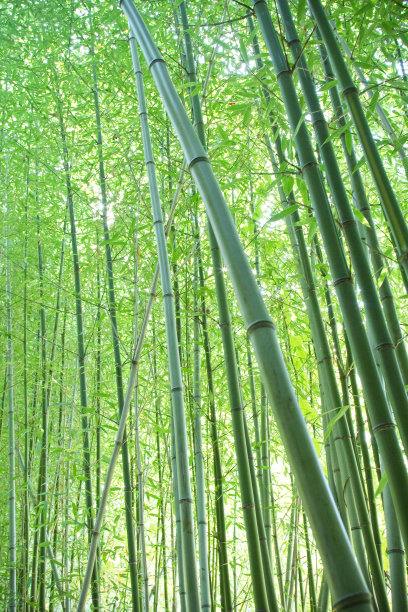 竹,竹林,叶子