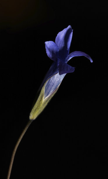 gentian