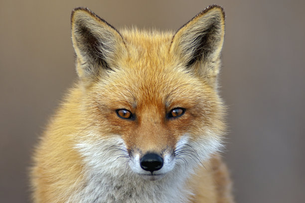 fox