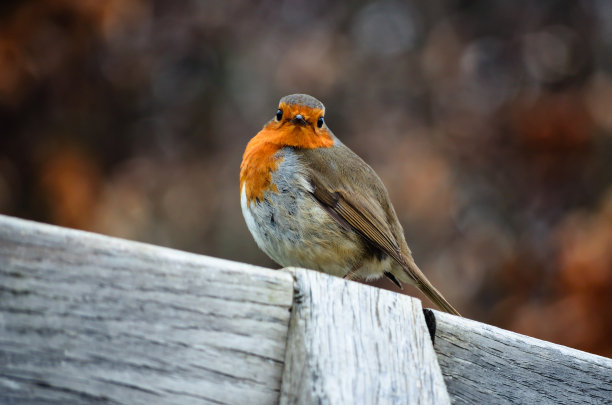 robin-chat