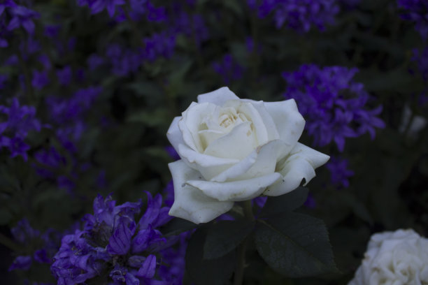 debutante