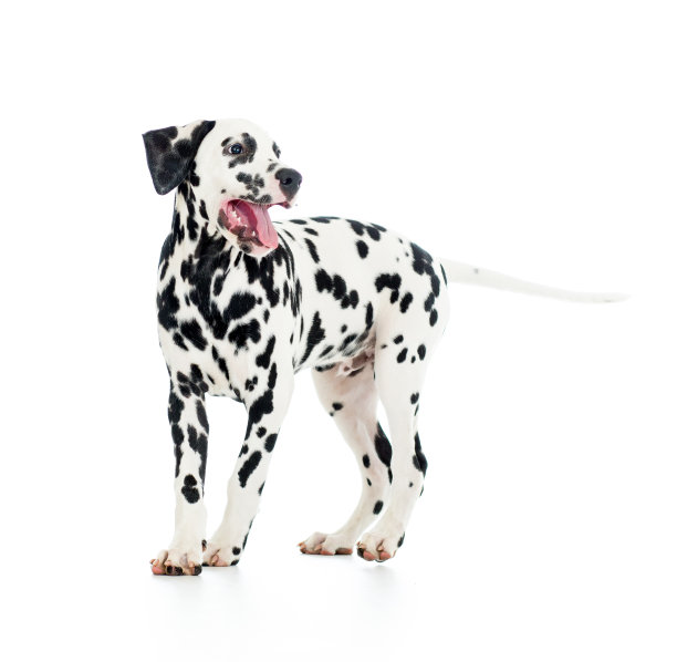 dalmatian
