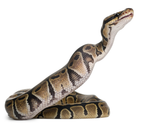 snake