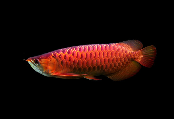 arowana