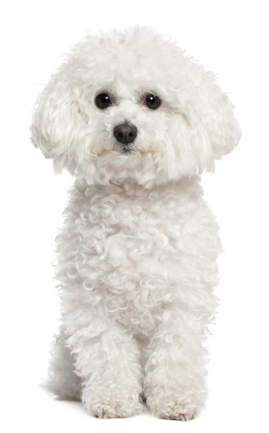 比熊犬