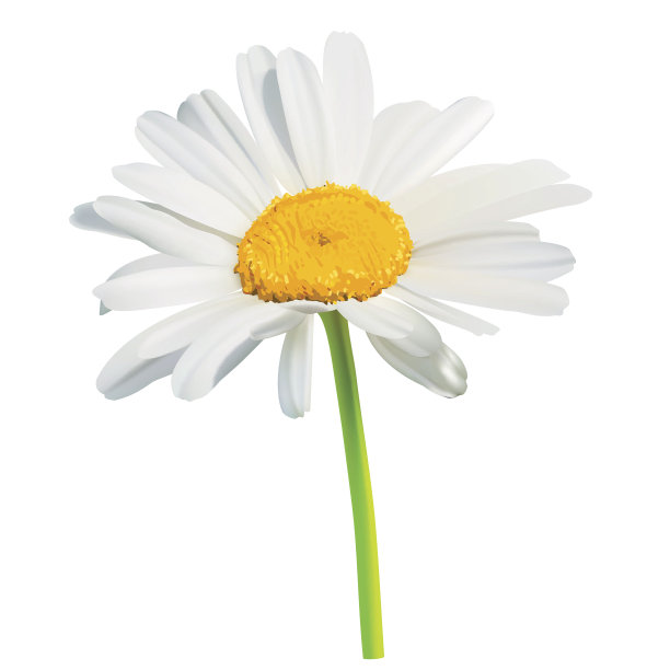camomiles