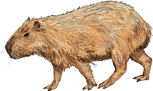 capybara