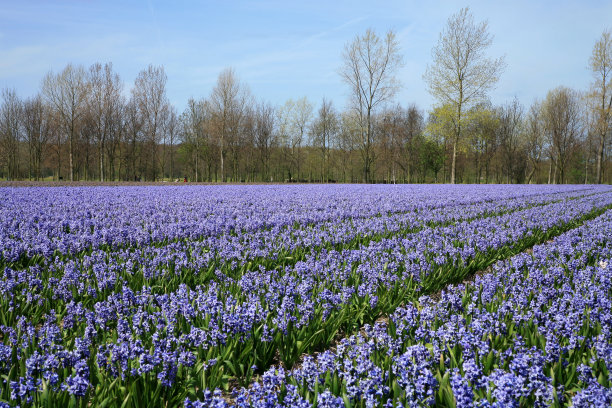 hyacinth