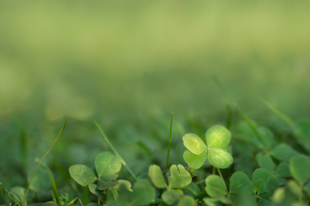 shamrock