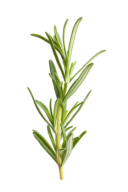 rosemary