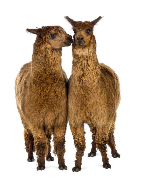 alpaca