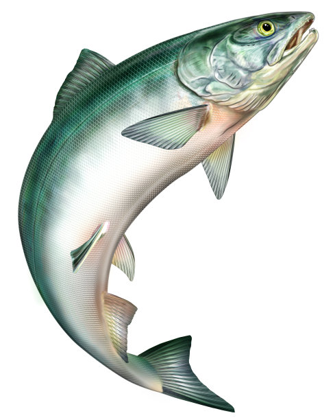 salmo