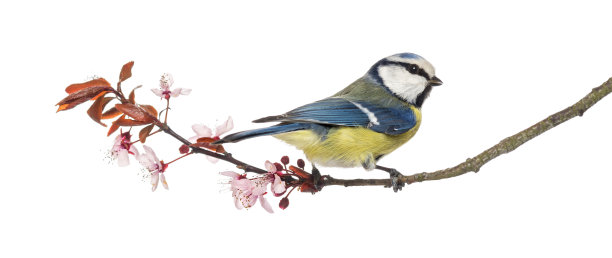 avian