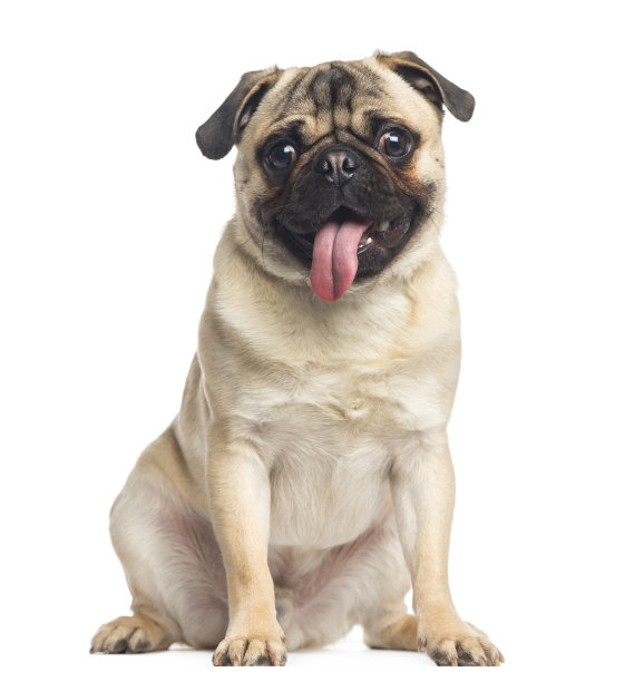 doggy