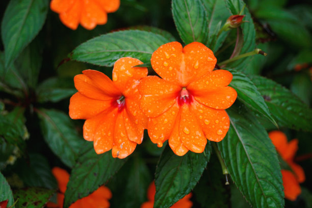 impatiens