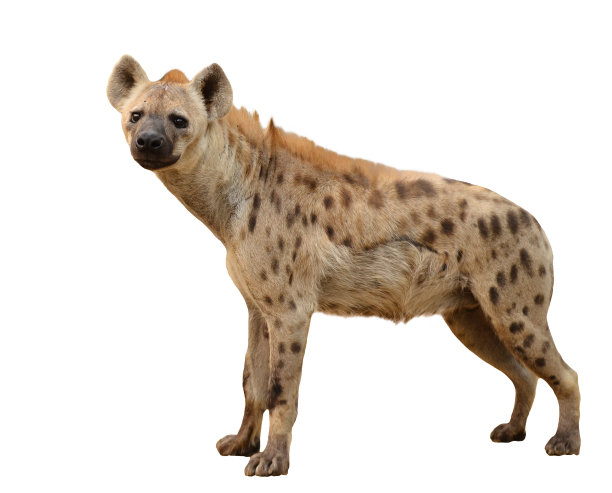 hyaenidae