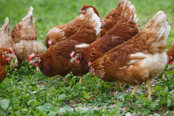 chicken
