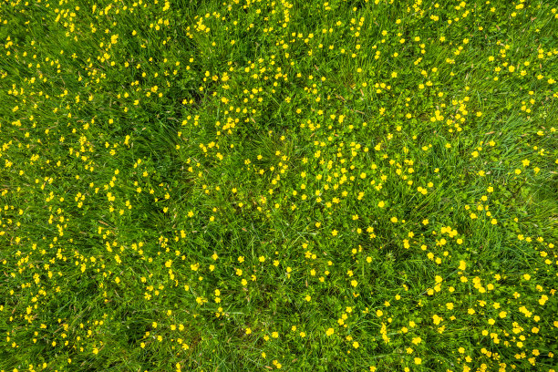 wildflowers