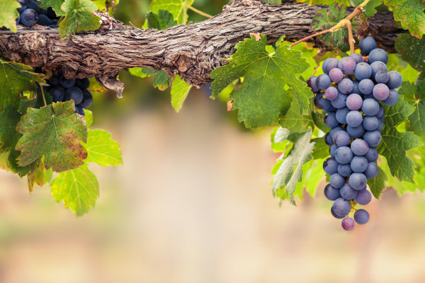 vineyard