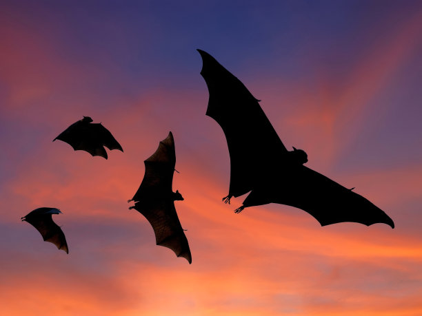 bat