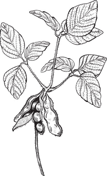 bean