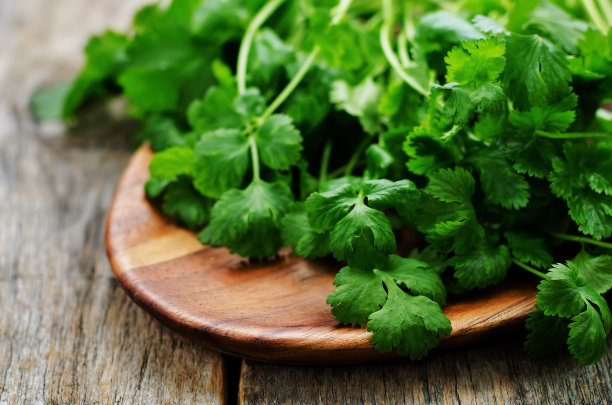 cilantro