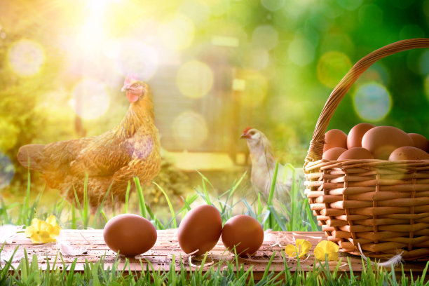 hen