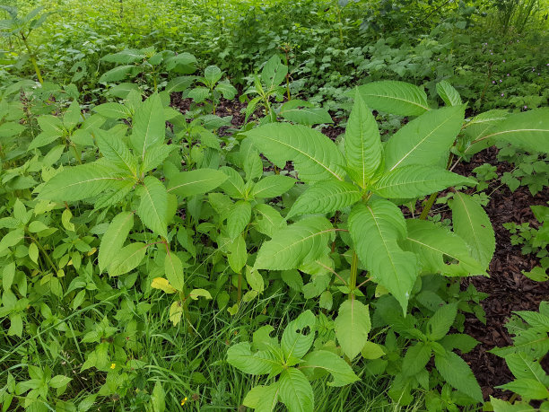 观赏宝石草