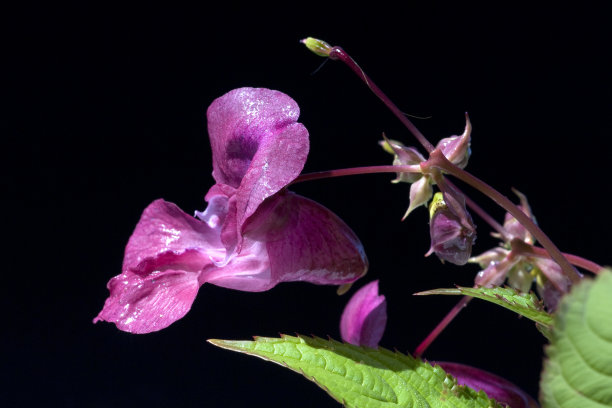 观赏宝石草