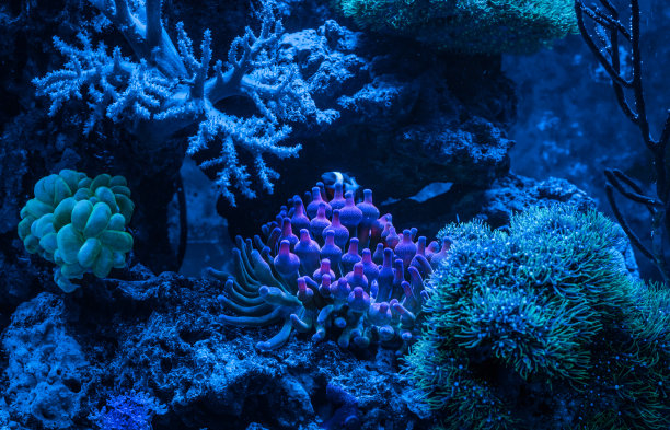 corals