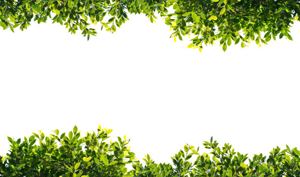 vitis