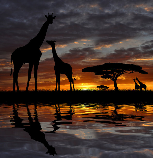 serengeti